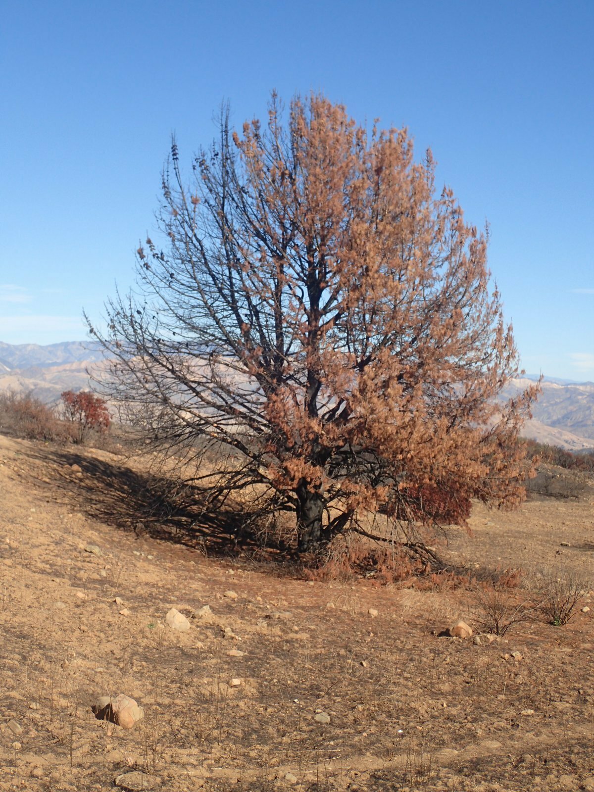 High Resolution Pinus coulteri Fire recovery